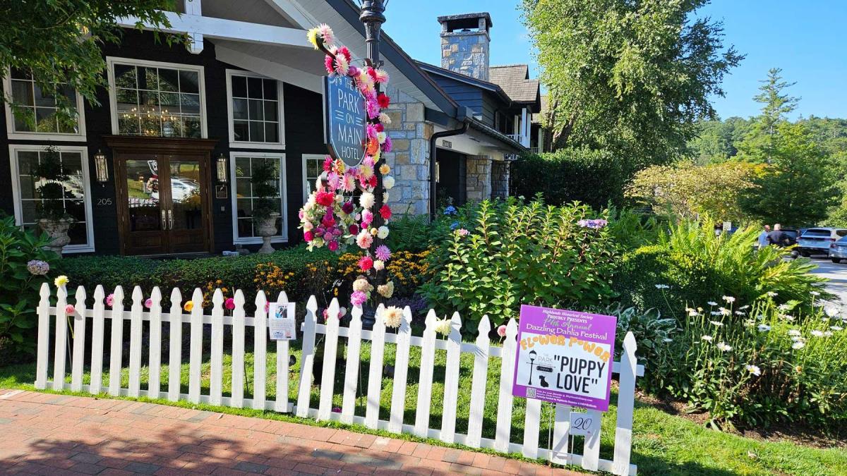 Dahlia Festival 2024