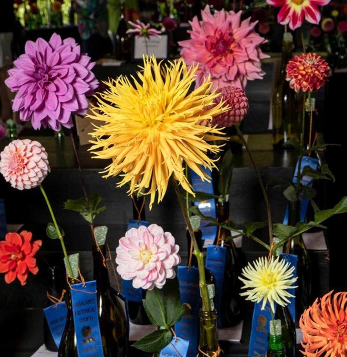 Dahlia Festival
