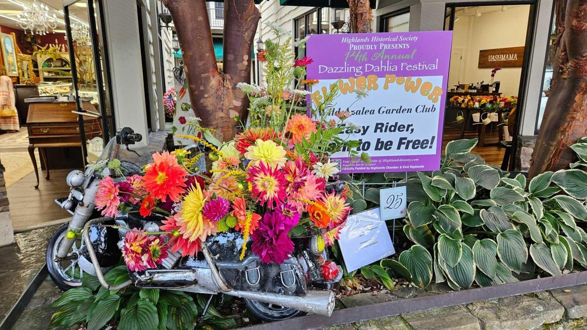 Dahlia Festival 2024