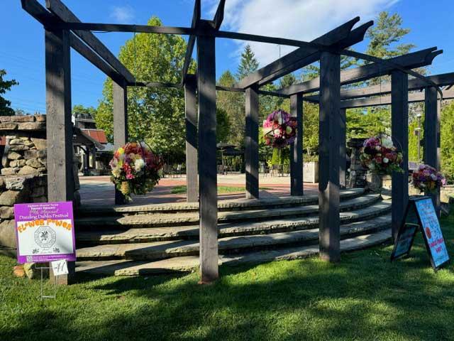 Dahlia Festival 2024