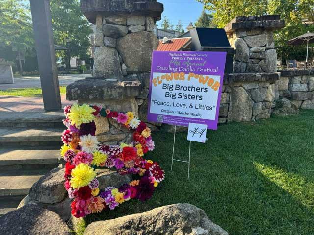 Dahlia Festival 2024