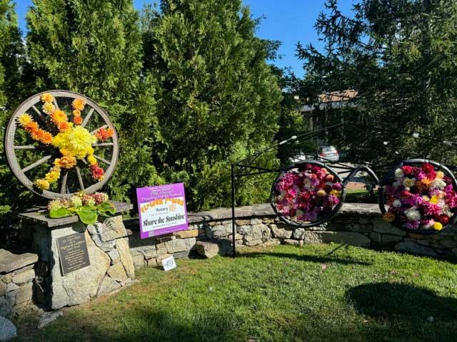 Dahlia Festival 2024