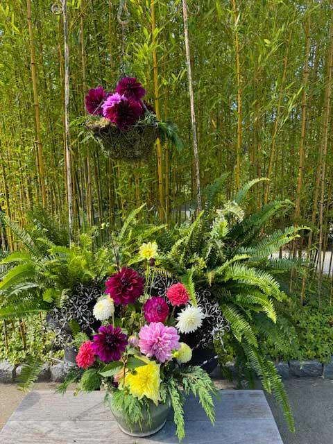 Dahlia Festival 2024